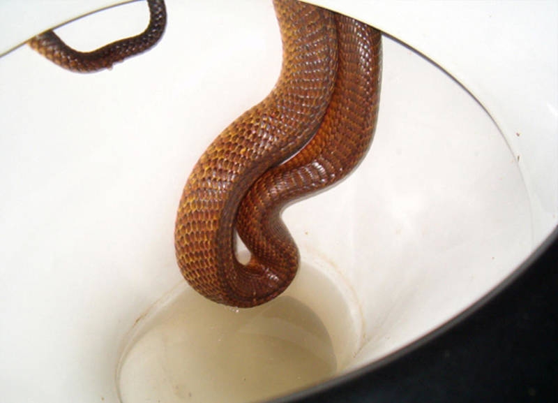 Avustralya'ya özgü ürkütücü 22 durum galerisi resim 2