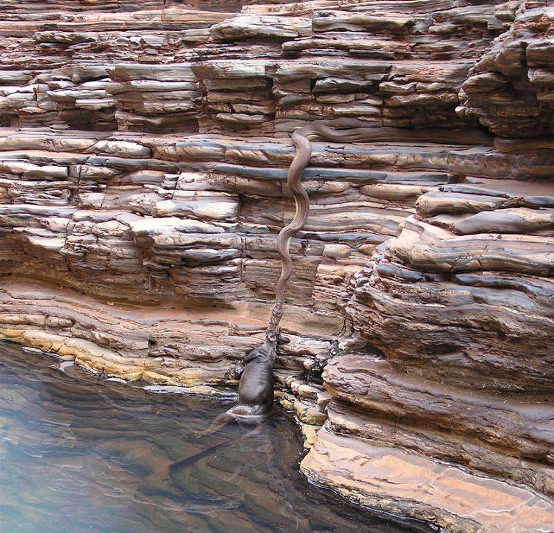 Avustralya'ya özgü ürkütücü 22 durum galerisi resim 20