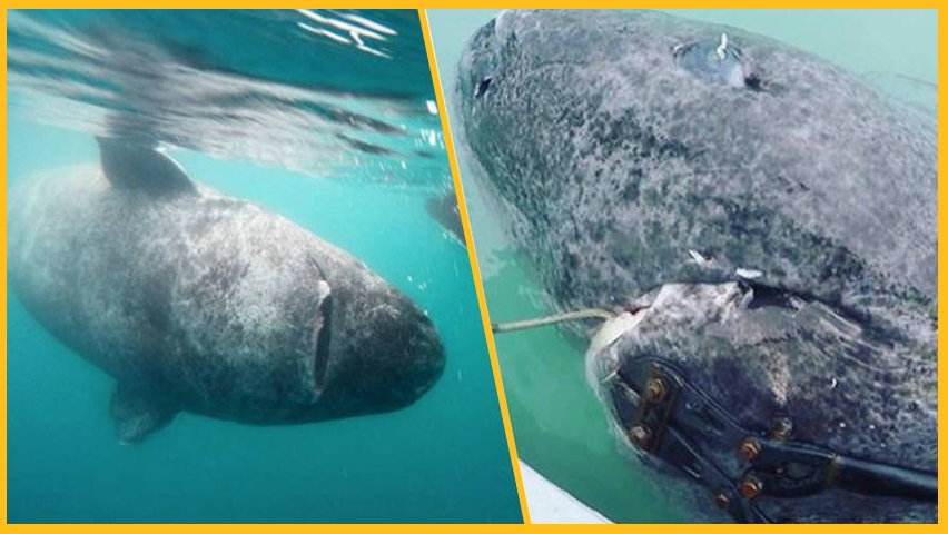 Avustralya'ya özgü ürkütücü 22 durum galerisi resim 22