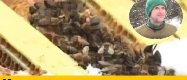 Avustralya'ya özgü ürkütücü 22 durum galerisi resim 3