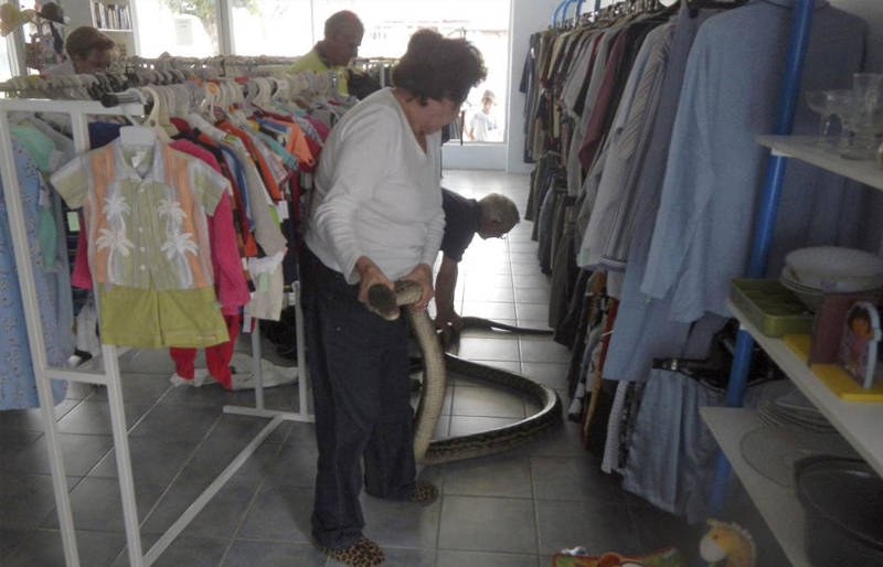 Avustralya'ya özgü ürkütücü 22 durum galerisi resim 4