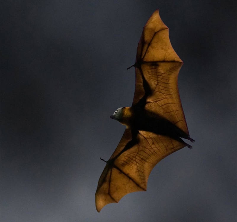 Avustralya'ya özgü ürkütücü 22 durum galerisi resim 6