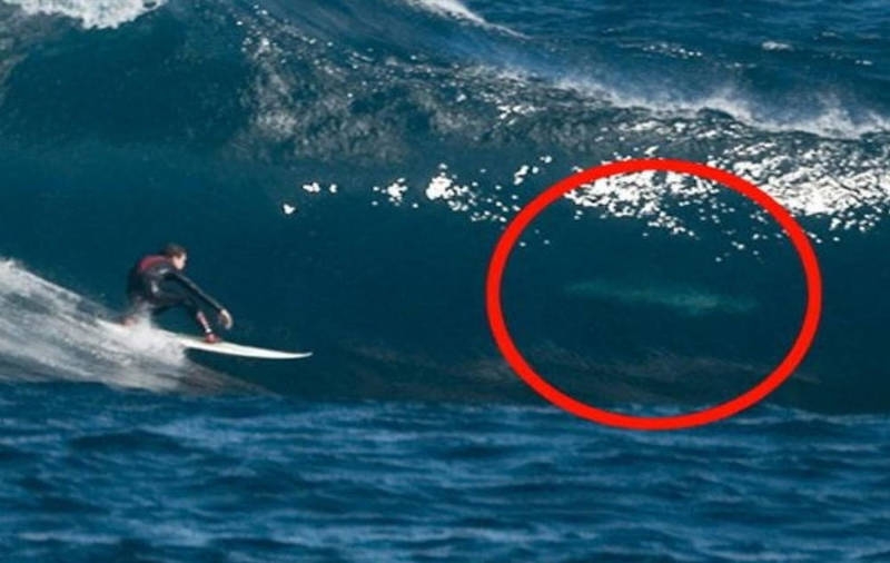 Avustralya'ya özgü ürkütücü 22 durum galerisi resim 9