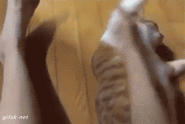 Dünyanın en ilginç canlıları: Kediler galerisi resim 12