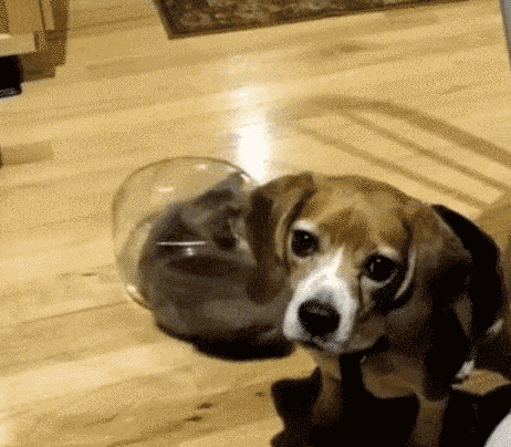 Dünyanın en ilginç canlıları: Kediler galerisi resim 14