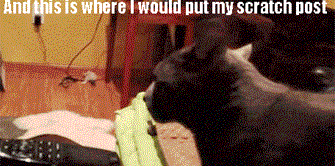 Dünyanın en ilginç canlıları: Kediler galerisi resim 31