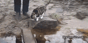 Dünyanın en ilginç canlıları: Kediler galerisi resim 41