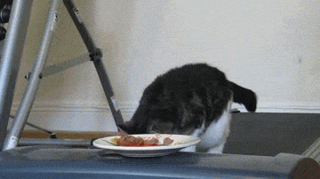 Dünyanın en ilginç canlıları: Kediler galerisi resim 42