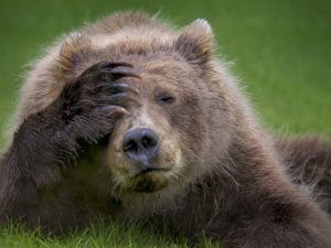 En komik vahşi yaşam fotoğrafları