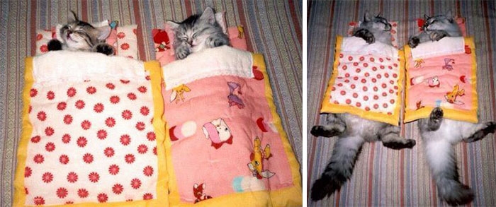 Birlikte Büyüyen Hayvanların  Öncesi ve Sonrası galerisi resim 12