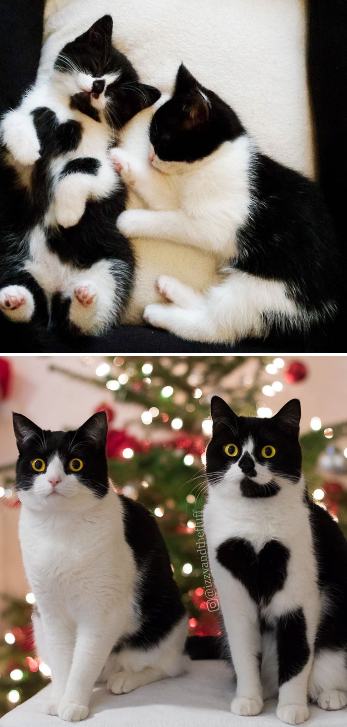 Birlikte Büyüyen Hayvanların  Öncesi ve Sonrası galerisi resim 16