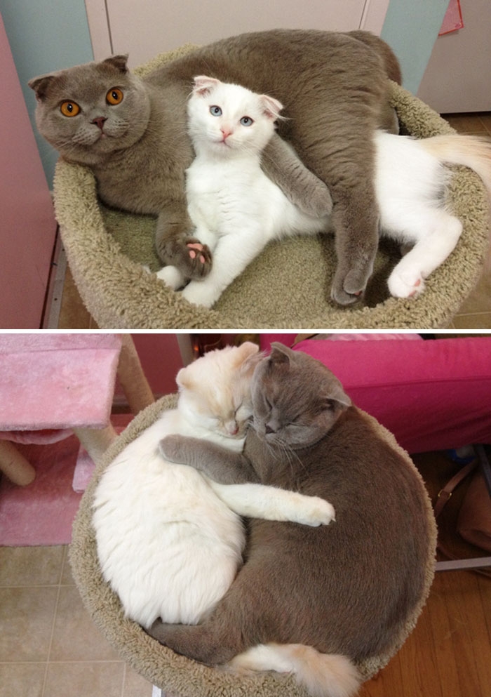 Birlikte Büyüyen Hayvanların  Öncesi ve Sonrası galerisi resim 21