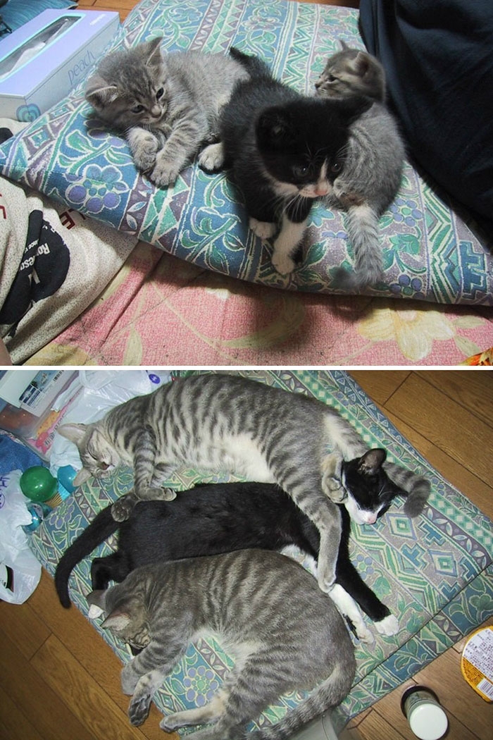 Birlikte Büyüyen Hayvanların  Öncesi ve Sonrası galerisi resim 27