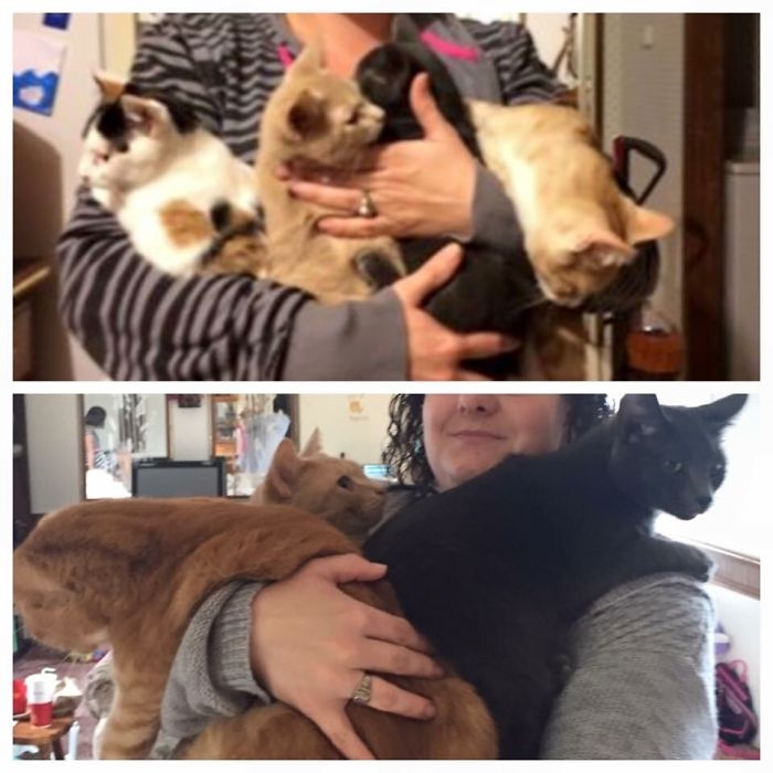 Birlikte Büyüyen Hayvanların  Öncesi ve Sonrası galerisi resim 33