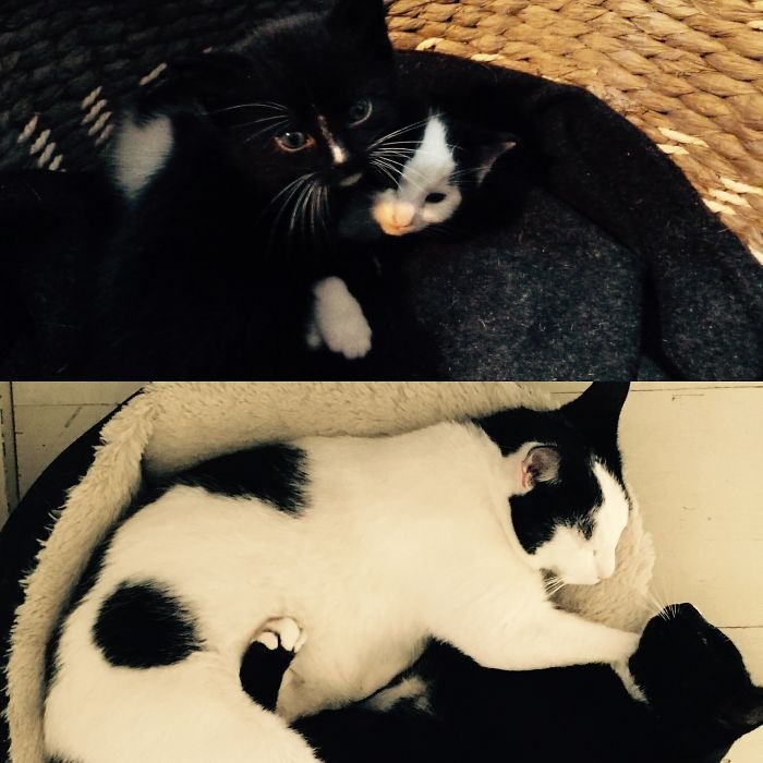 Birlikte Büyüyen Hayvanların  Öncesi ve Sonrası galerisi resim 41