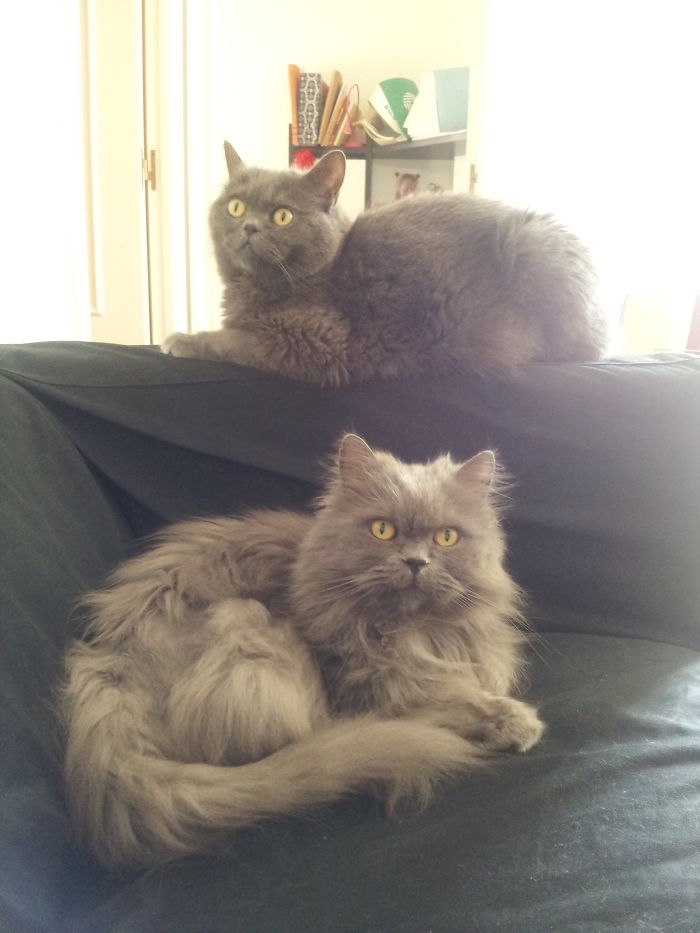 Birlikte Büyüyen Hayvanların  Öncesi ve Sonrası galerisi resim 42