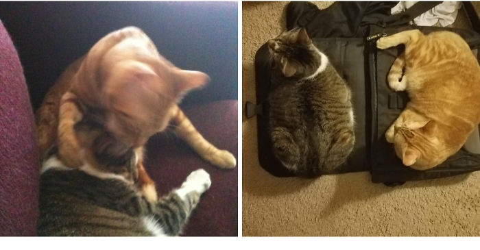 Birlikte Büyüyen Hayvanların  Öncesi ve Sonrası galerisi resim 44