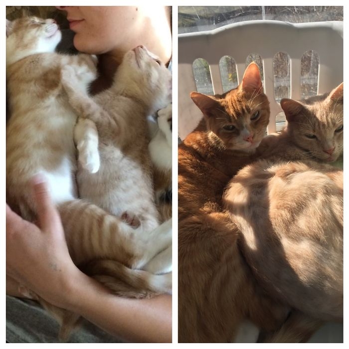 Birlikte Büyüyen Hayvanların  Öncesi ve Sonrası galerisi resim 45