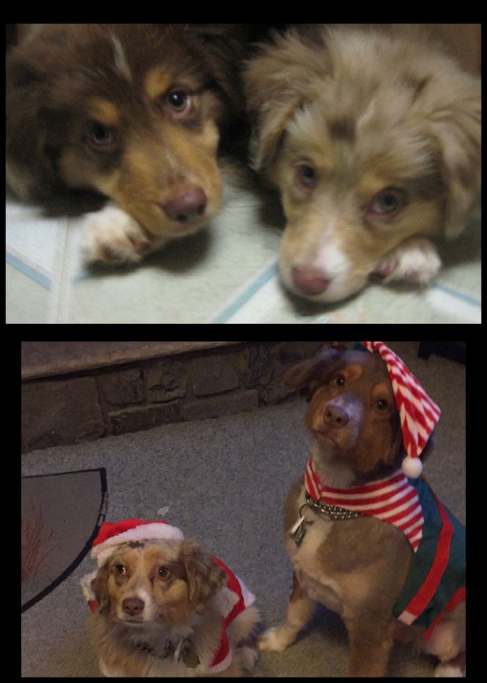 Birlikte Büyüyen Hayvanların  Öncesi ve Sonrası galerisi resim 46