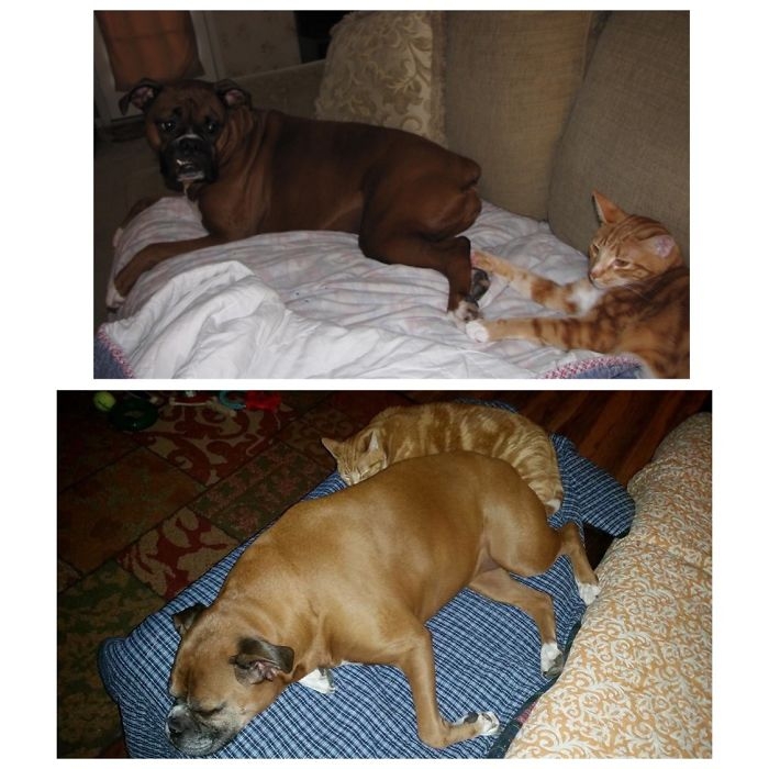 Birlikte Büyüyen Hayvanların  Öncesi ve Sonrası galerisi resim 47