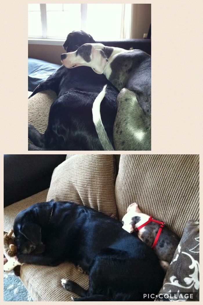 Birlikte Büyüyen Hayvanların  Öncesi ve Sonrası galerisi resim 48