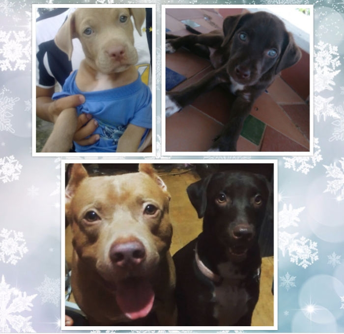 Birlikte Büyüyen Hayvanların  Öncesi ve Sonrası galerisi resim 49