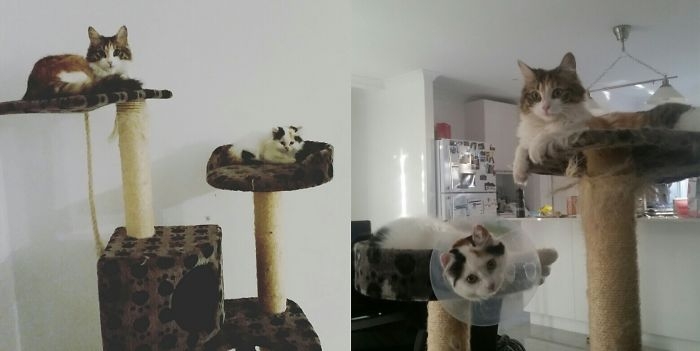 Birlikte Büyüyen Hayvanların  Öncesi ve Sonrası galerisi resim 50