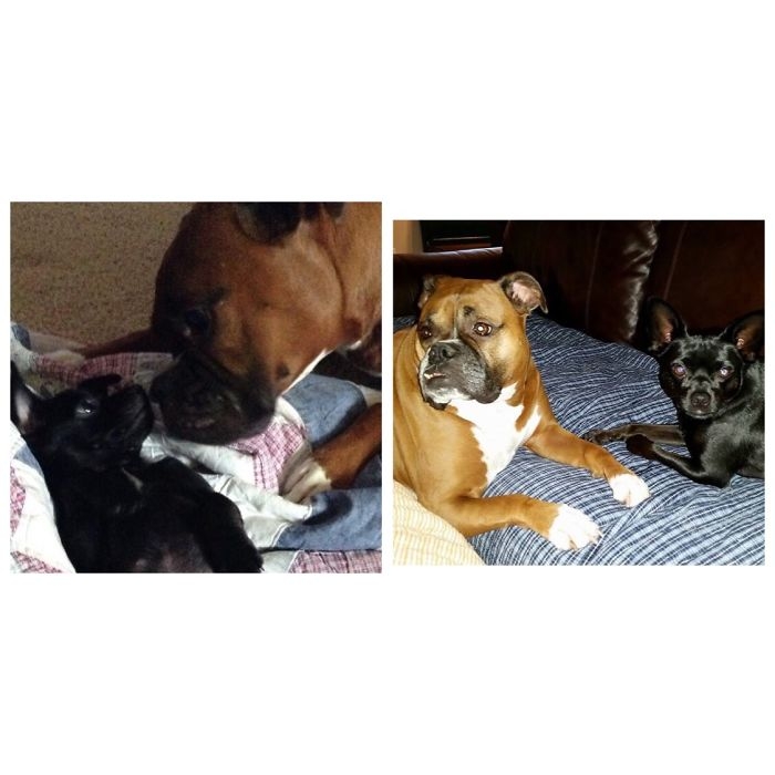 Birlikte Büyüyen Hayvanların  Öncesi ve Sonrası galerisi resim 52