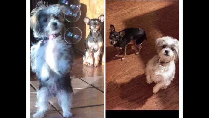 Birlikte Büyüyen Hayvanların  Öncesi ve Sonrası galerisi resim 53