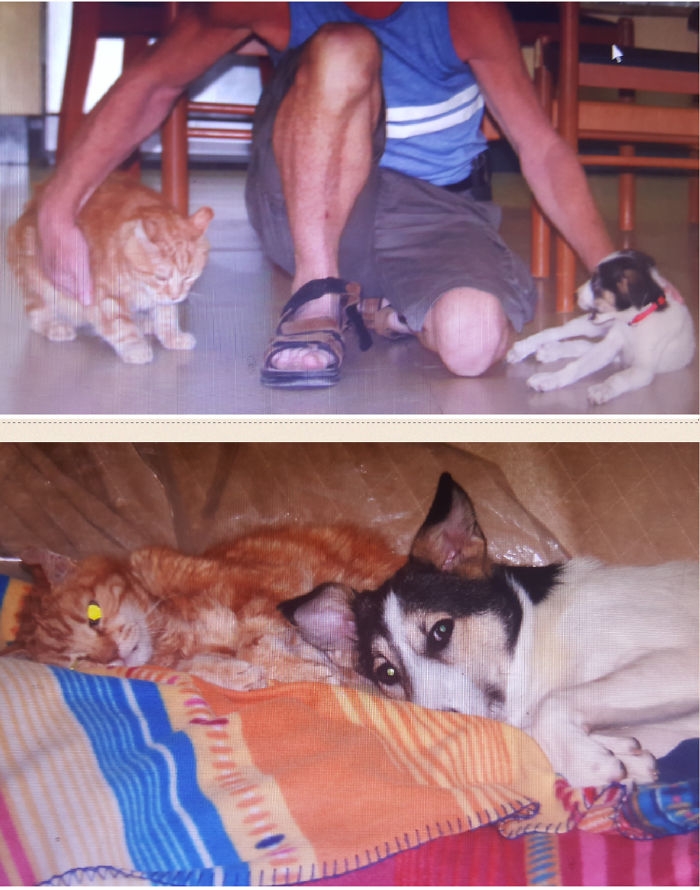 Birlikte Büyüyen Hayvanların  Öncesi ve Sonrası galerisi resim 54