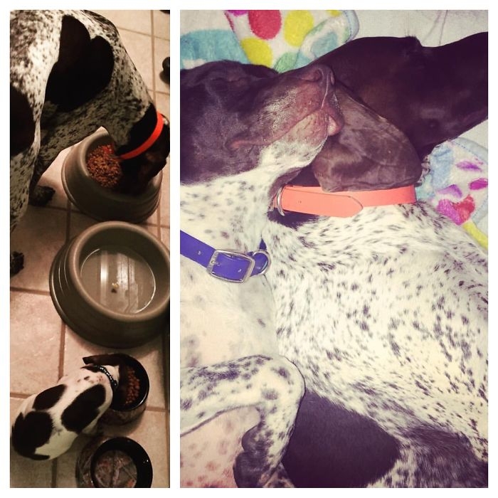 Birlikte Büyüyen Hayvanların  Öncesi ve Sonrası galerisi resim 55