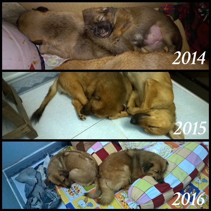 Birlikte Büyüyen Hayvanların  Öncesi ve Sonrası galerisi resim 56