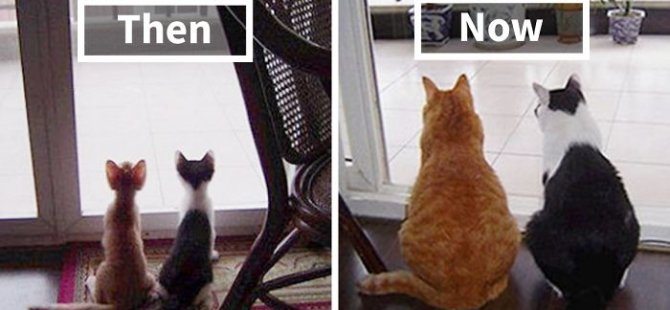 Birlikte Büyüyen Hayvanların Öncesi ve Sonrası