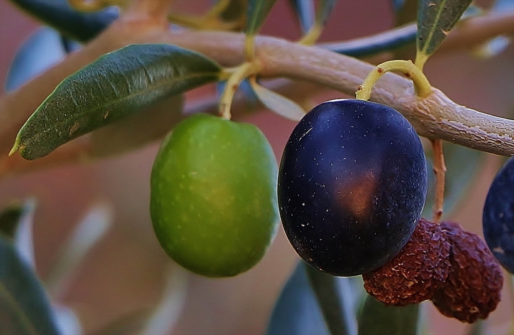 Zeytin Sezonunda Zeytin Yağını Faydalarını Bilin galerisi resim 1