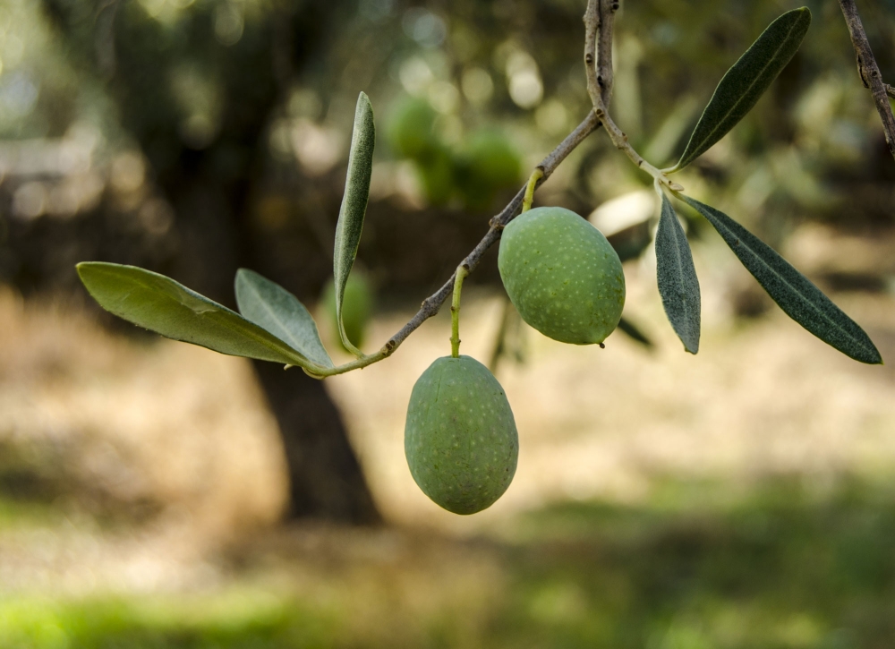 Zeytin Sezonunda Zeytin Yağını Faydalarını Bilin galerisi resim 10