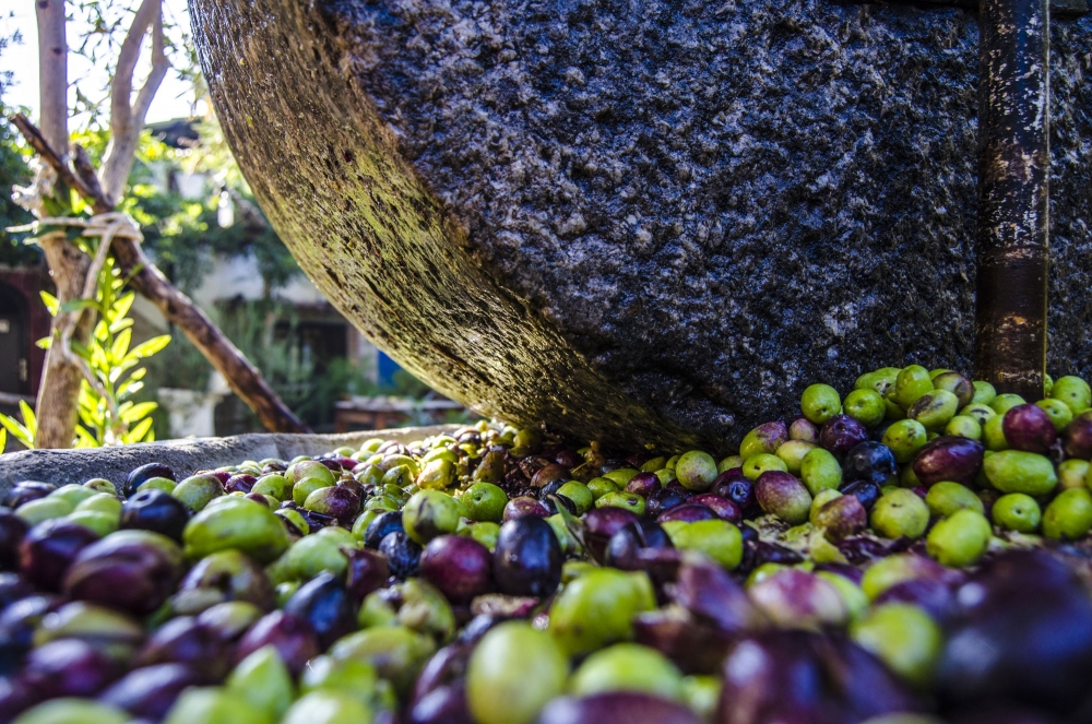Zeytin Sezonunda Zeytin Yağını Faydalarını Bilin galerisi resim 11
