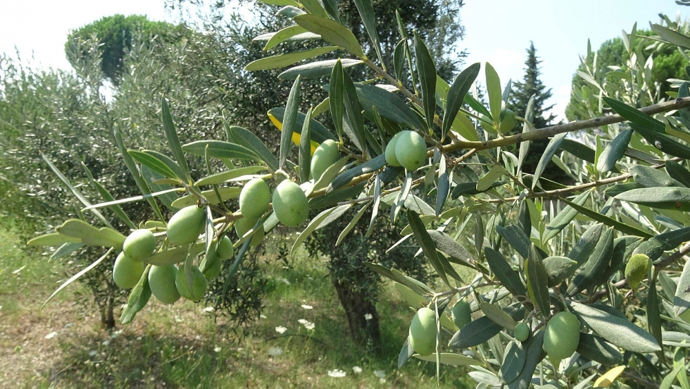 Zeytin Sezonunda Zeytin Yağını Faydalarını Bilin galerisi resim 8