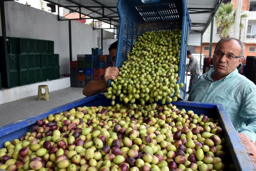 Zeytin Sezonunda Zeytin Yağını Faydalarını Bilin galerisi resim 9