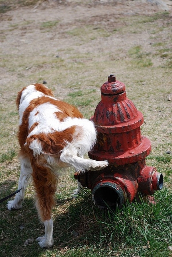 LGBTİ+ Dili Lubunca’ya Aşina Olmanızı Sağlayacak 26 kelime galerisi resim 23