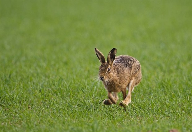 Dünyanın en hızlı hayvanları galerisi resim 2