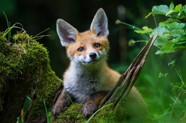 Dünyanın en hızlı hayvanları galerisi resim 4