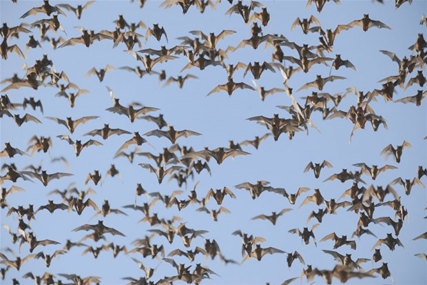 Dünyanın en hızlı hayvanları galerisi resim 5