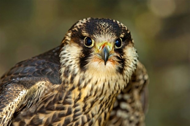 Dünyanın en hızlı hayvanları galerisi resim 9