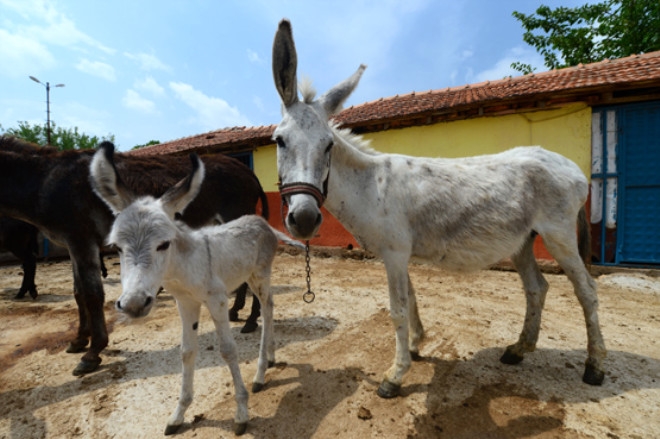 Ülkelerin tuhaf cinsel yasakları galerisi resim 10
