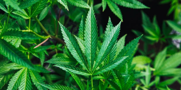 Kenevir Nedir? Kenevir Yağı ve Tohumunun Akla Bile Gelmeyecek Faydaları galerisi resim 3