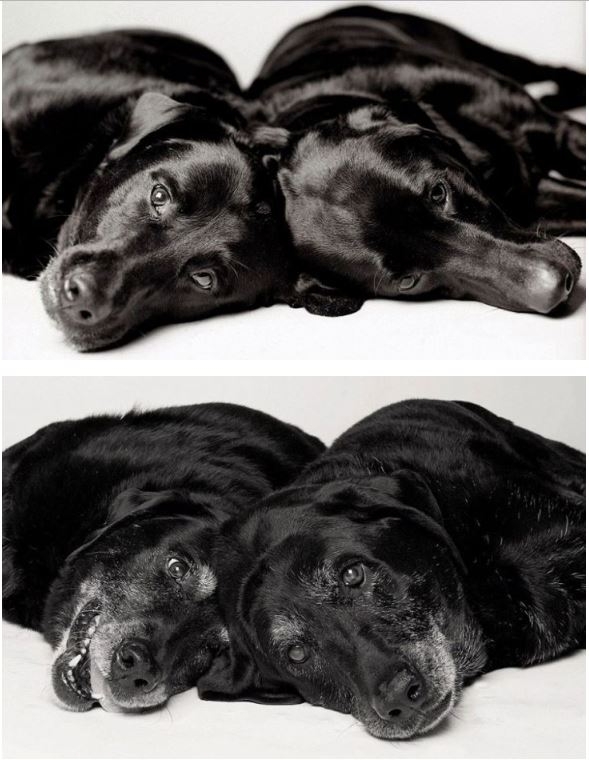 Köpekler nasıl yaşlanır ? galerisi resim 1