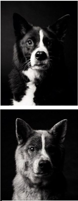 Köpekler nasıl yaşlanır ? galerisi resim 3