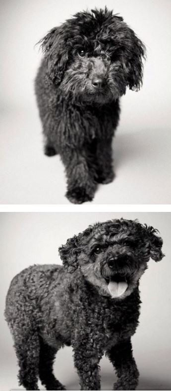 Köpekler nasıl yaşlanır ? galerisi resim 5