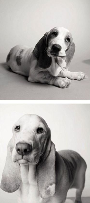 Köpekler nasıl yaşlanır ? galerisi resim 6