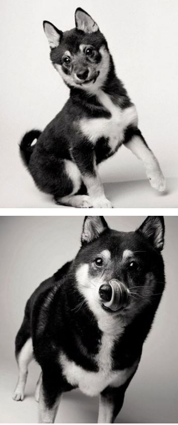 Köpekler nasıl yaşlanır ? galerisi resim 8